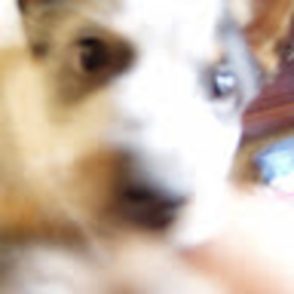 Meet your Posher, Threepuppies